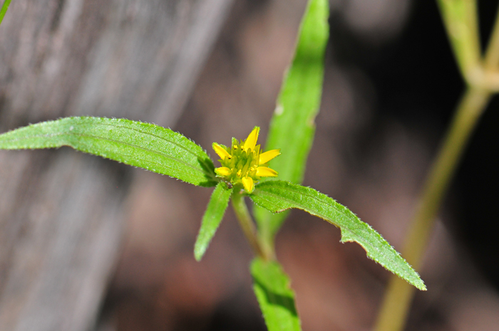 Abert's Creeping Zinnia is also called Abert’s Sanvitalia. Plants prefer elevations from 3,500 to 8,000 feet (1,067-2,438 m). Sanvitalia abertii